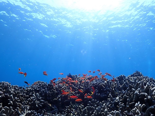石垣島の珊瑚と魚